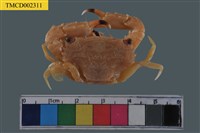 藏品(野生短漿蟹)的圖片